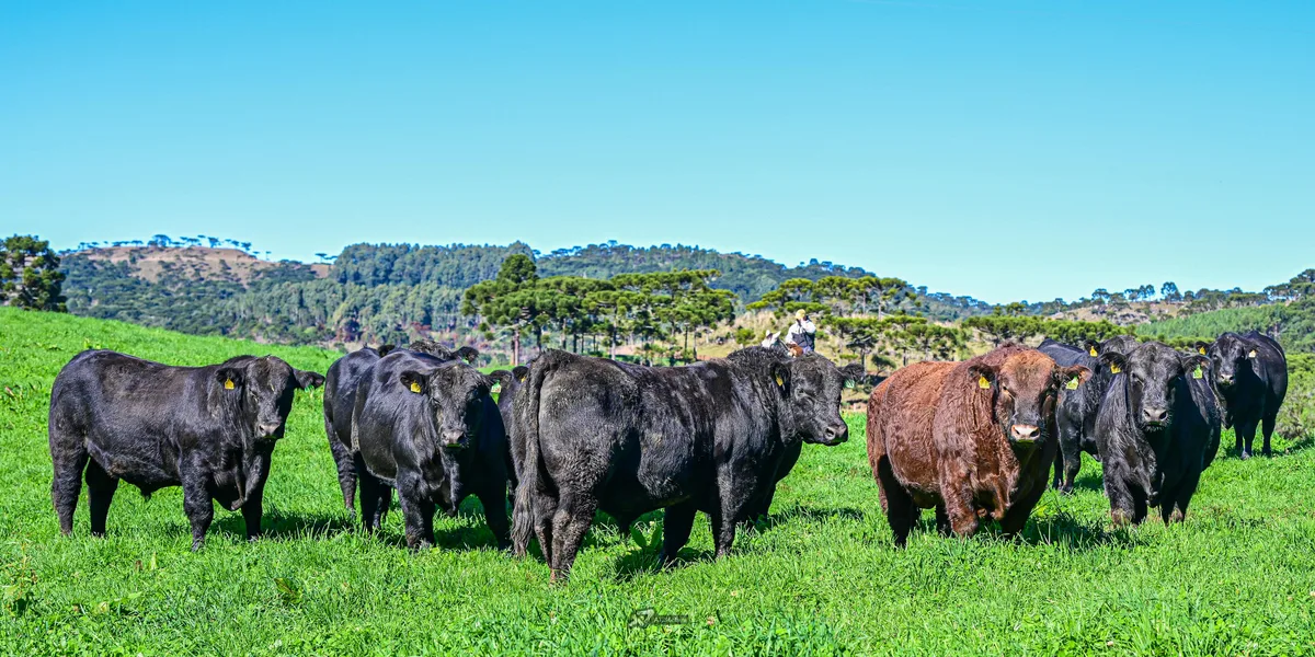 Leilões de touros tem média de R$ 19 mil por animal em SC; veja as raças mais valorizadas