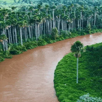 Corredor de buritis acompanha as curvas do Rio Aquidauana no Pantanal