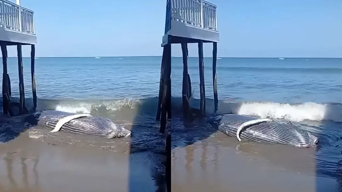 Otra ballena aparece varada en la playa Colán: videos difundidos en Facebook muestran a cetáceo en la orilla