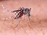 Officials confirm first locally acquired case of bone-breaking dengue fever in US state