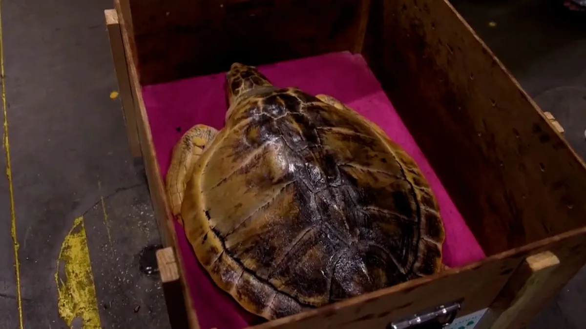 Mit Hubschrauber und Privatjet - Diese Schildkröte reist 8000 Kilometer