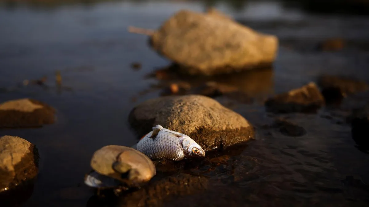 Fischsterben: Polen kämpft gegen Ausbreitung der giftigen Goldalge