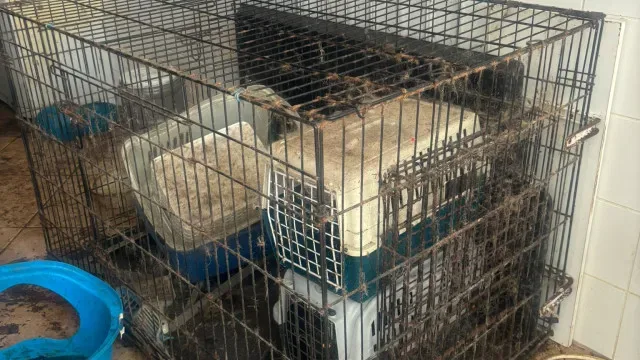 Animais "subnutridos" resgatados em Ílhavo. Dona avaliada em psiquiatria