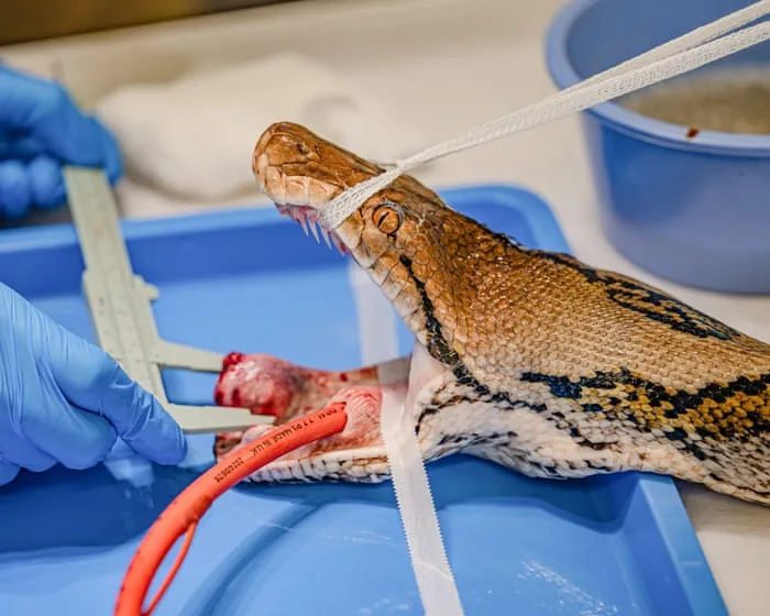 Python named Jodie Foster first snake to receive pioneering cancer treatment