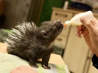 Une naissance historique : pour la première fois en 121 ans, ce zoo accueille un bébé porc-épic