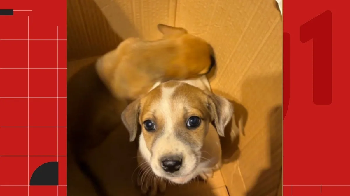 Filhotes de cachorros são abandonados durante feira de adoção na Serra