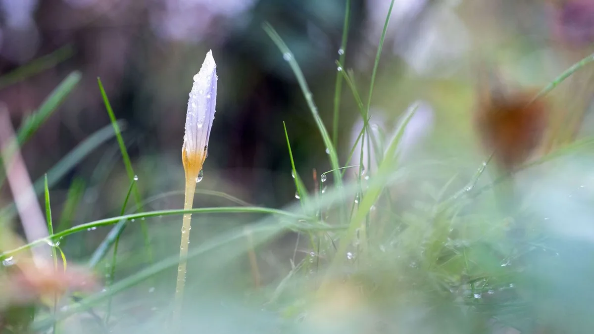 Wetter-Vorhersage: Herbstwetter am Sonntag - neue Woche beginnt freundlicher