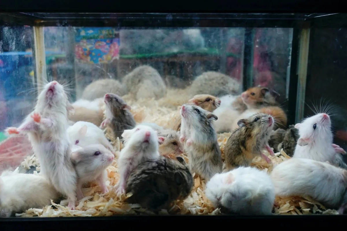 Japan arrests man in Iwate twice for hamster massacres