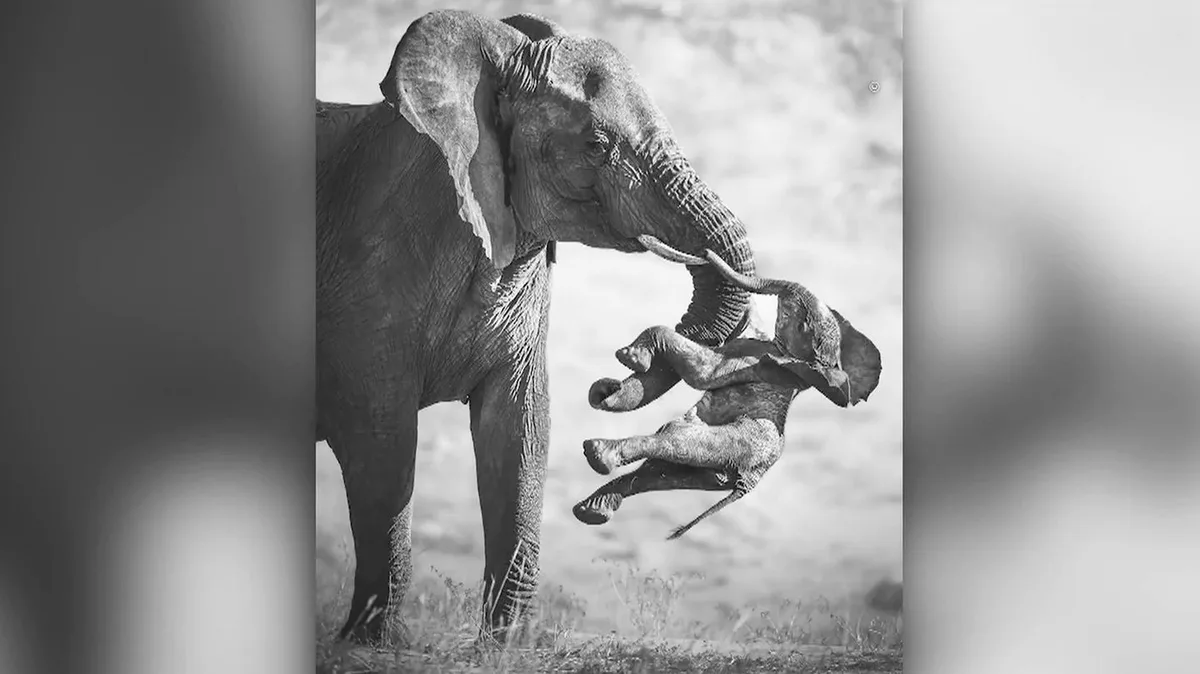 „Wildlife Photagrapher of the Year“: Aus 65.000 Bildern gewinnt dieses traurige Elefantenfoto