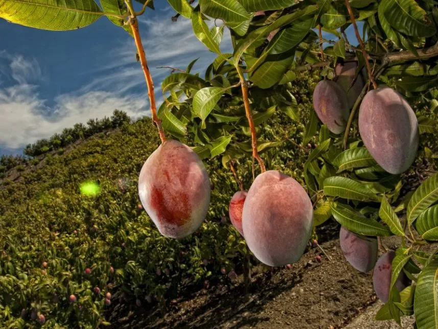 Beneficios de la cáscara de mango
