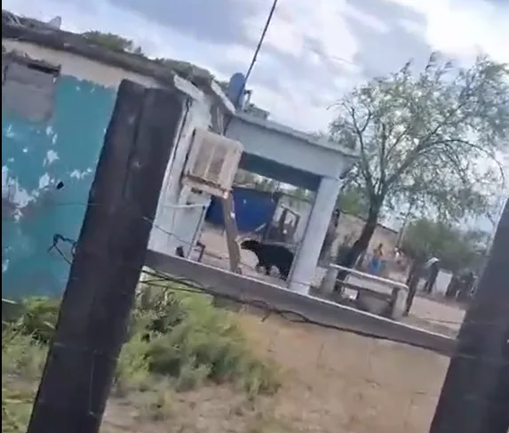 Múzquiz: se mete oso negro al patio de una vivienda y pone en alerta a familia en Barroterán (VIDEO)