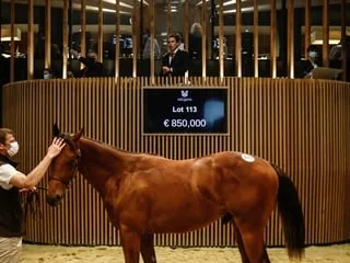 Record battu aux ventes de yearlings de Deauville avec un poulain à 4,6 millions d’euros