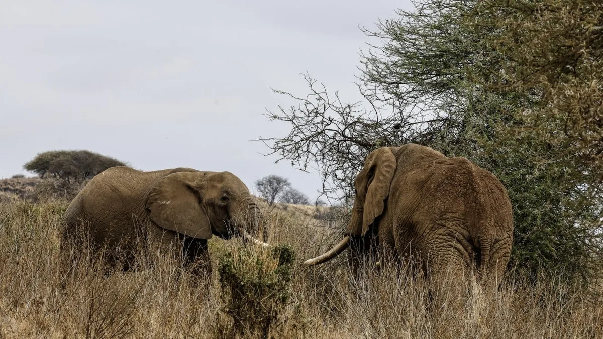 4 arrested as Kenya investigates 18 elephant deaths in Amboseli
