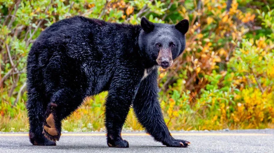 Crowd tests their luck getting close to wild bear for pictures and video at Mount Rainier