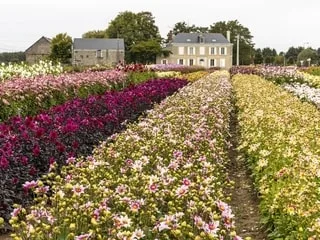 « En 40 ans, le nombre d’horticulteurs a été divisé par 6 » : quatre entreprises unies contre l’importation étrangère