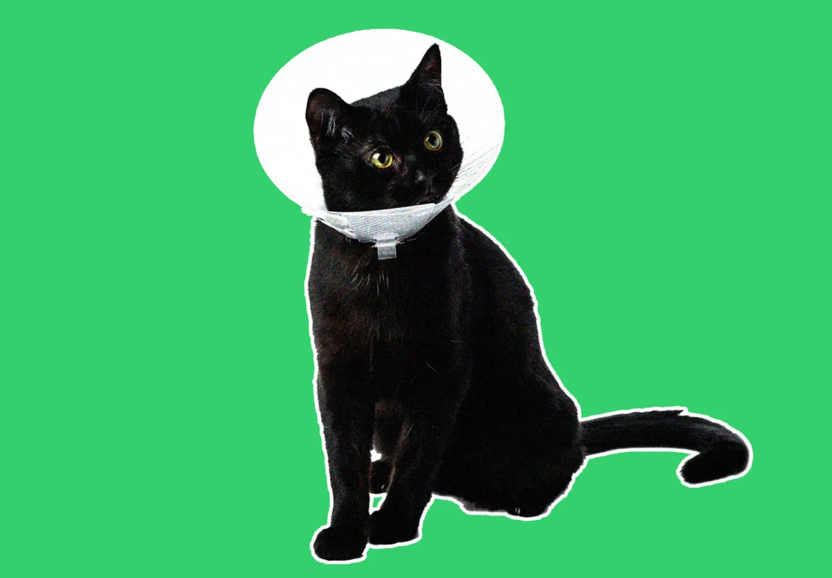 Pet insurance or savings account: What’s the best way to plan for a big vet bill?