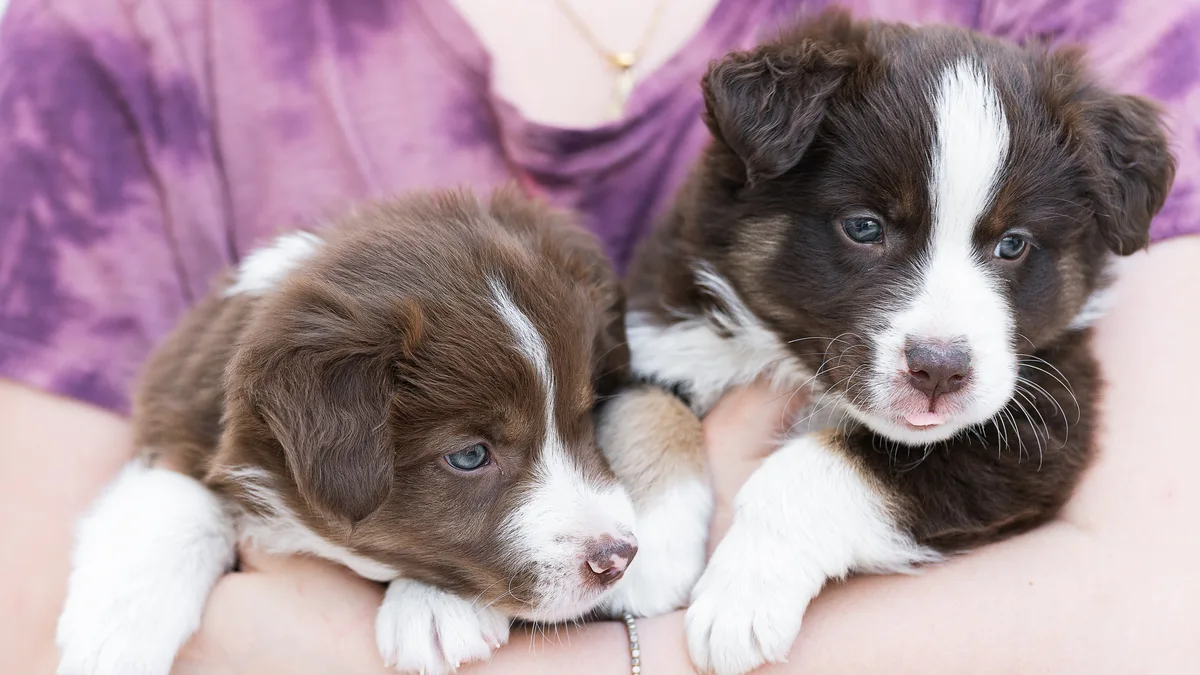 Los adiestradores expertos coinciden: adoptar a un cachorro antes de tiempo puede ser perjudicial para su desarrollo futuro