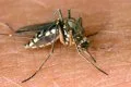 El ECDC insta a reforzar la vigilancia y el control de mosquitos ante el avance del virus del Nilo Occidental en Europa
