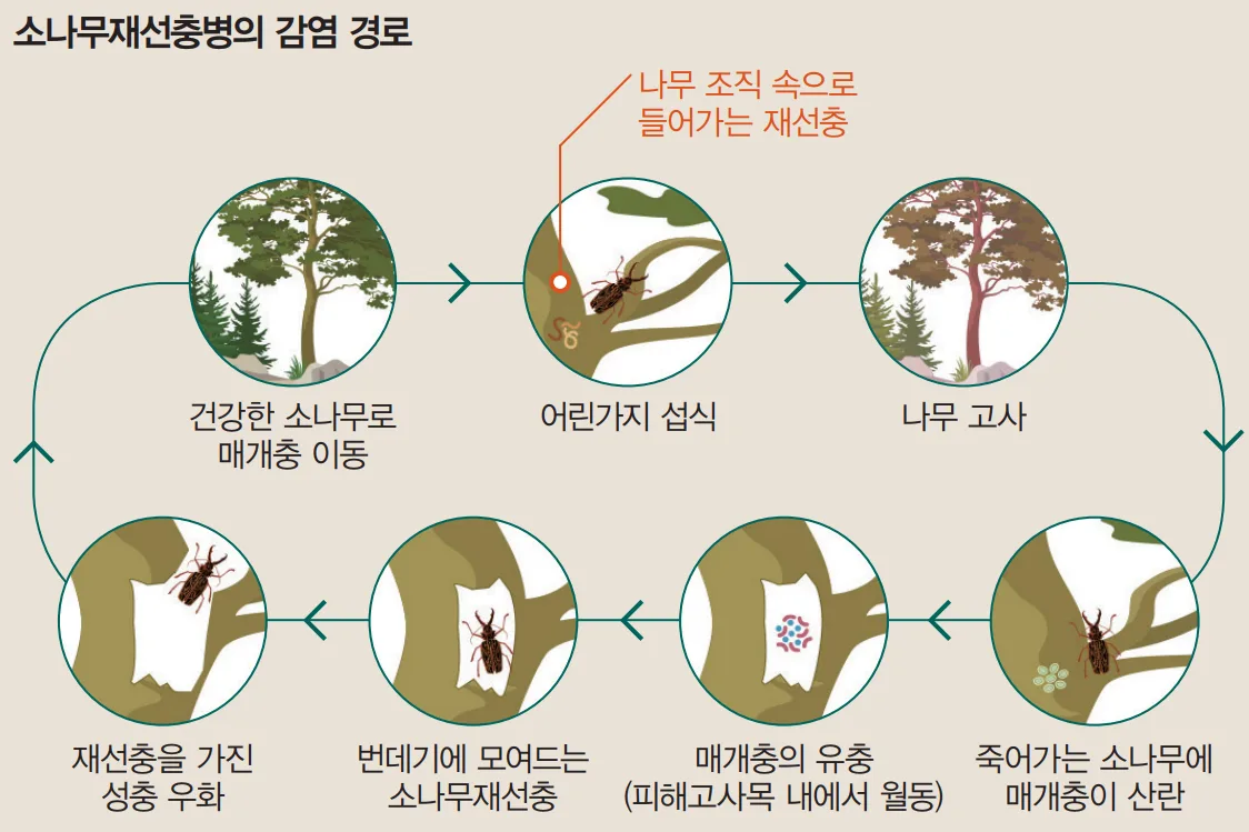 서울 동작구 소나무재선충병 발생···동작·서초·관악 22개동 ‘반출금지구역’ 지정