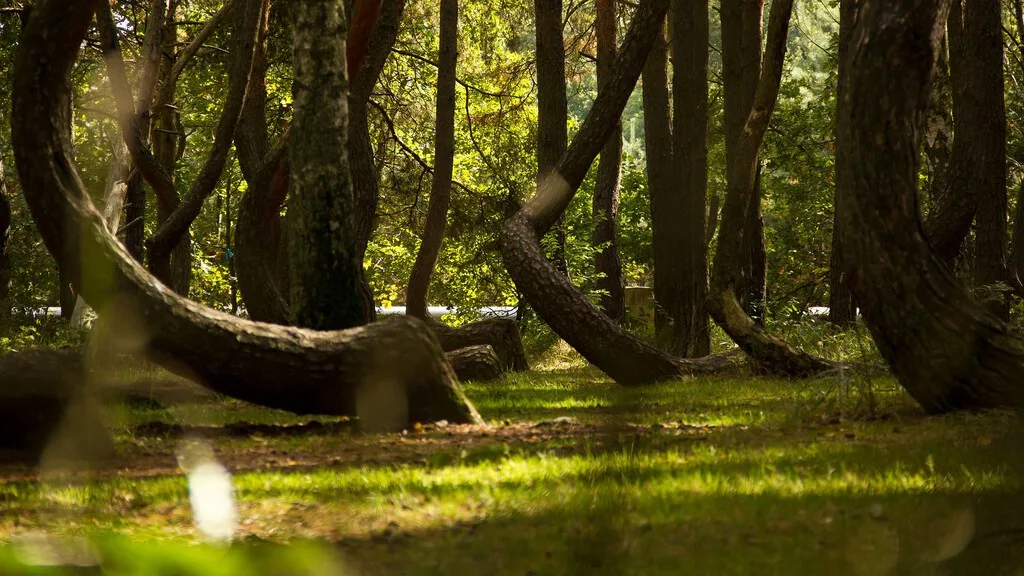 En 1930, alguien plantó un bosque en Alemania. Un siglo después, sus árboles guardan un secreto: nadie sabe explicar lo que ocurre cuando salen del suelo