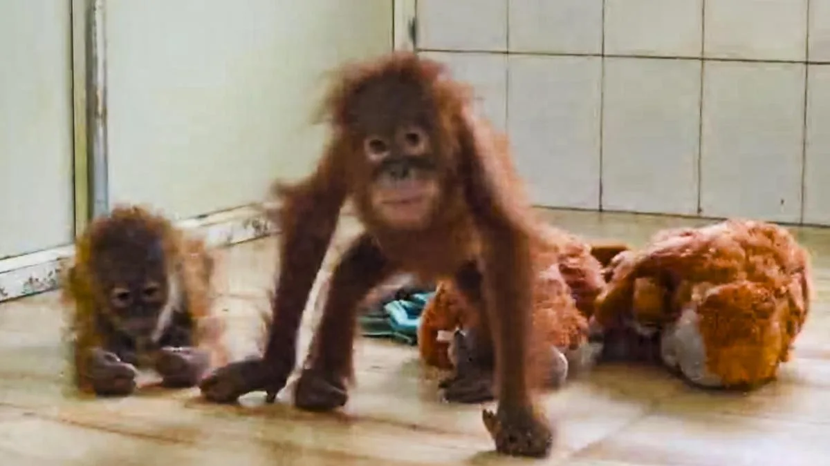One baby orangutan develops fever at Odisha's Nandankanan Zoo, under treatment