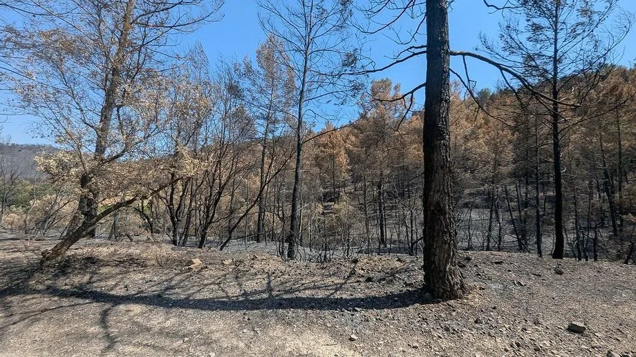 Incendie du Gros Bessillon : que faire du bois calciné ?