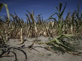 « 35 000 fermes ont besoin d’une aide » : comment le gouvernement va aider les agriculteurs touchés par la sécheresse