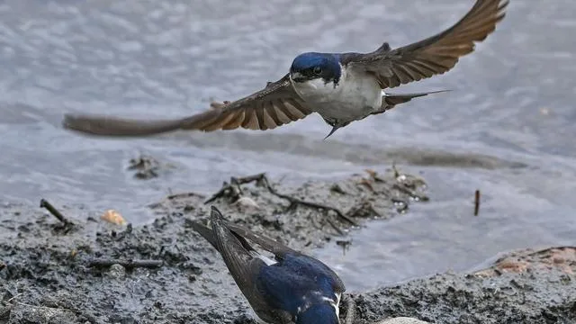 Online-Wahl: Mehlschwalbe ist «Vogel des Jahres» 2027
