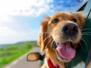 Les chiens adorent passer la tête par la fenêtre de la voiture, et ce n’est vraiment pas pour admirer le paysage
