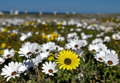 Cape Town’s 2026 wildflower season peaks at Strandfontein