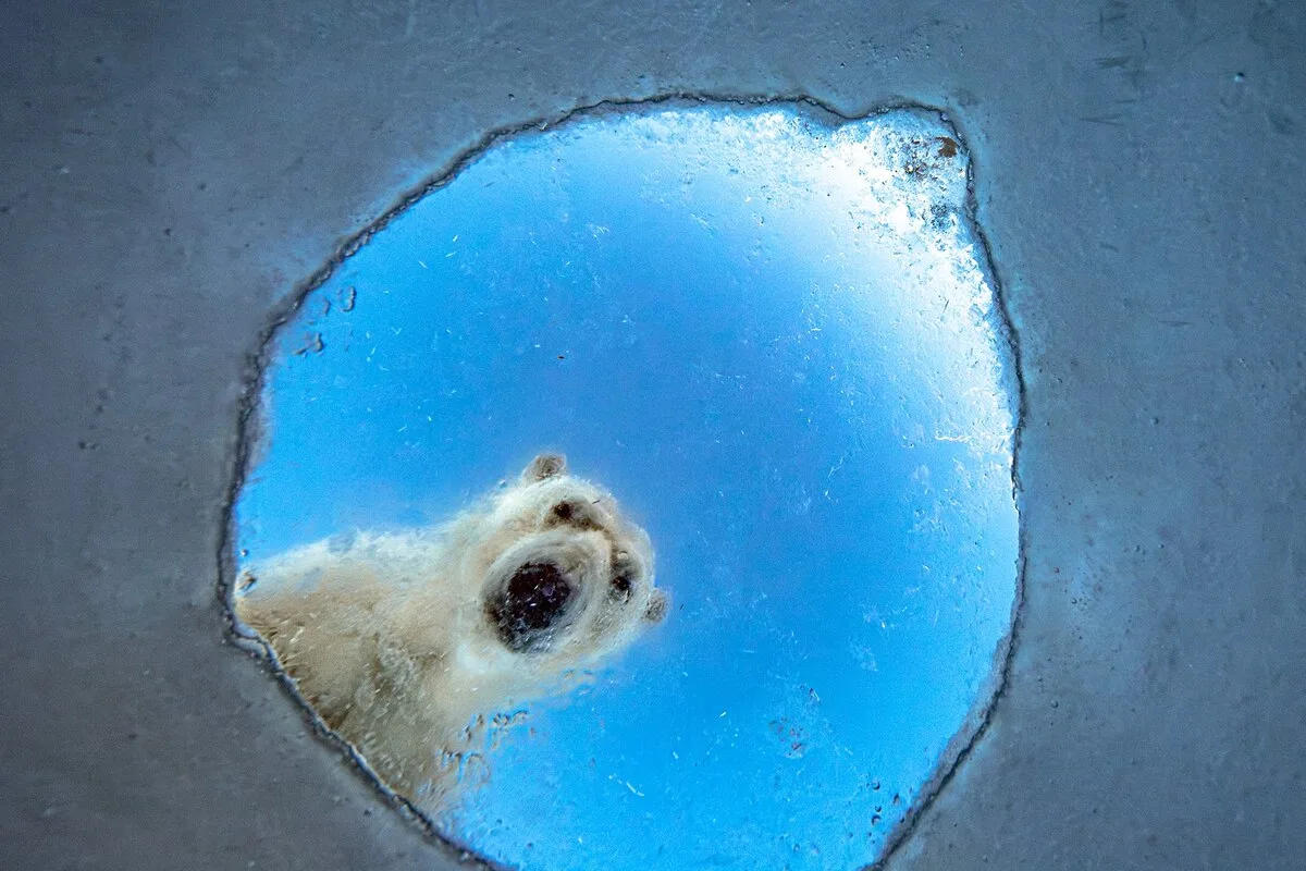 ギャラリー：世界最高峰の野生生物写真コンテスト2026、受賞作16点