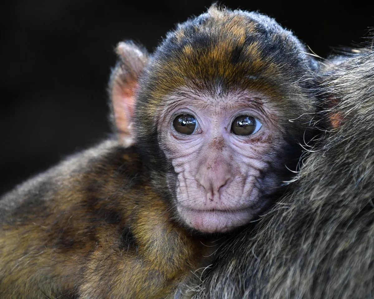 Fósseis no Acre revelam espécies de macacos de 11 milhões de anos