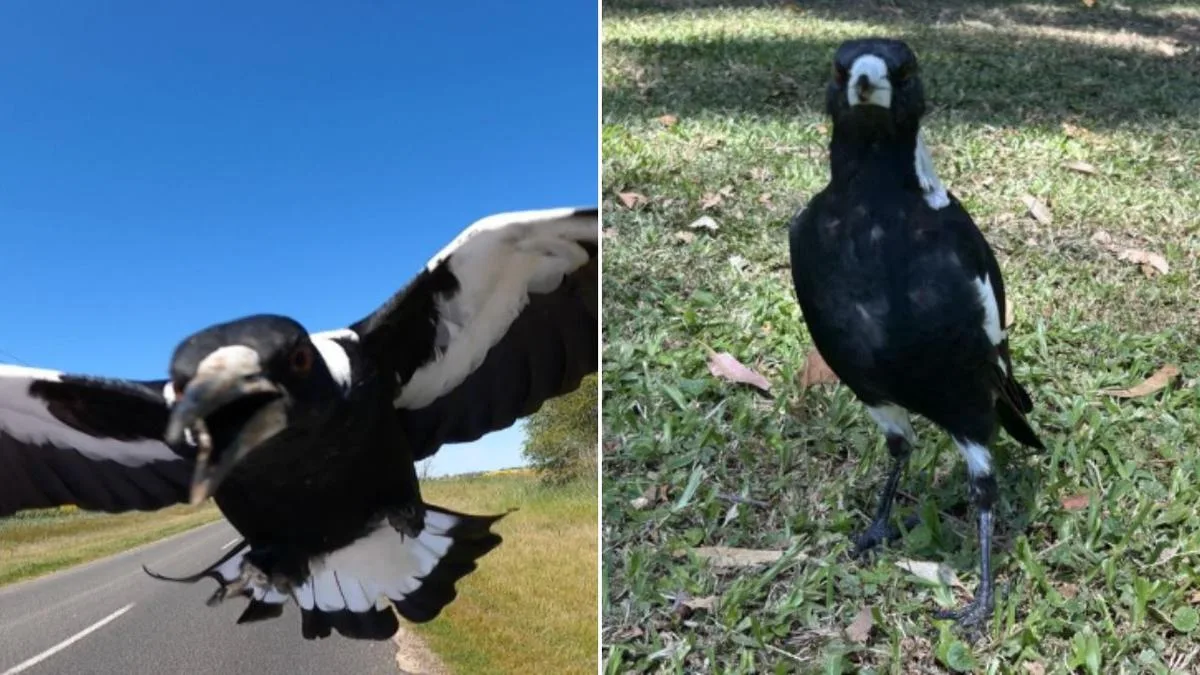 ‘Too much of a coincidence’: Six magpies found hurt as Australians brace for swooping season