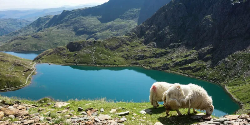 Welsh environment regulator's FoI blunder exposes diversity data of 2,000 staff