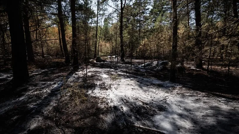 Réouverture de Fontainebleau: quelles précautions pour éviter les départs de feu lors d'une balade en forêt