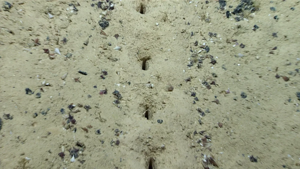 Mysterious holes on the Pacific seafloor remain unexplained after sediment tests