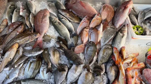 Kurios: Fisch zu frisch: Griechische Steuerfahnder verhängen Strafe