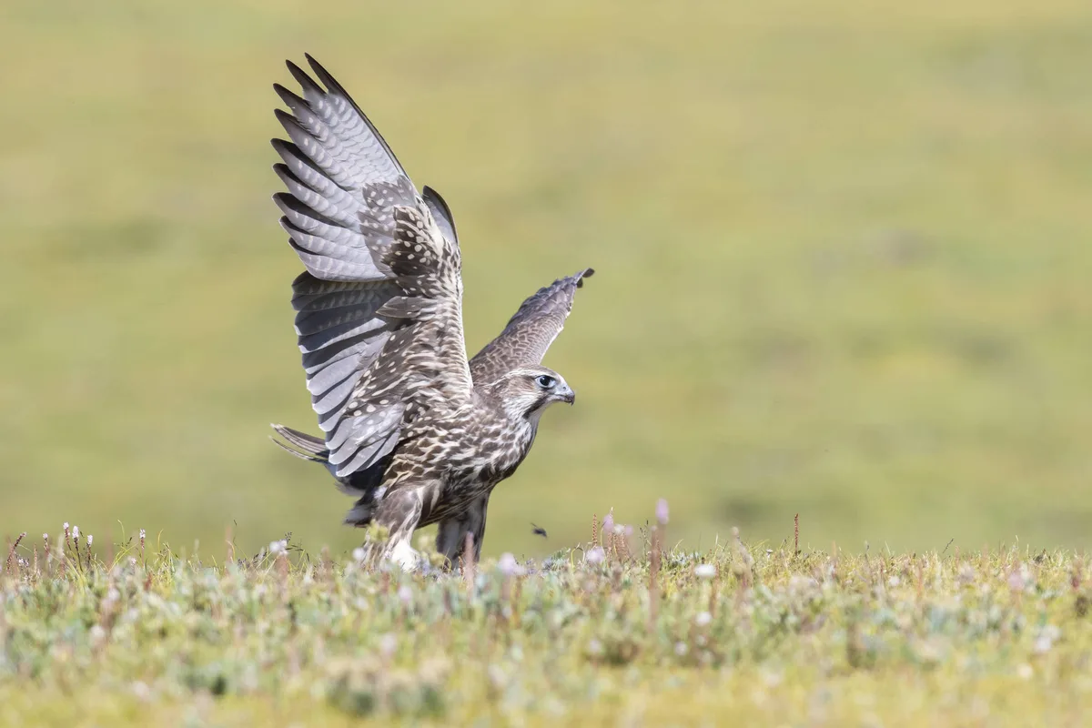 Declínio de espécies de aves é associado à expansão de energia solar na China, diz estudo