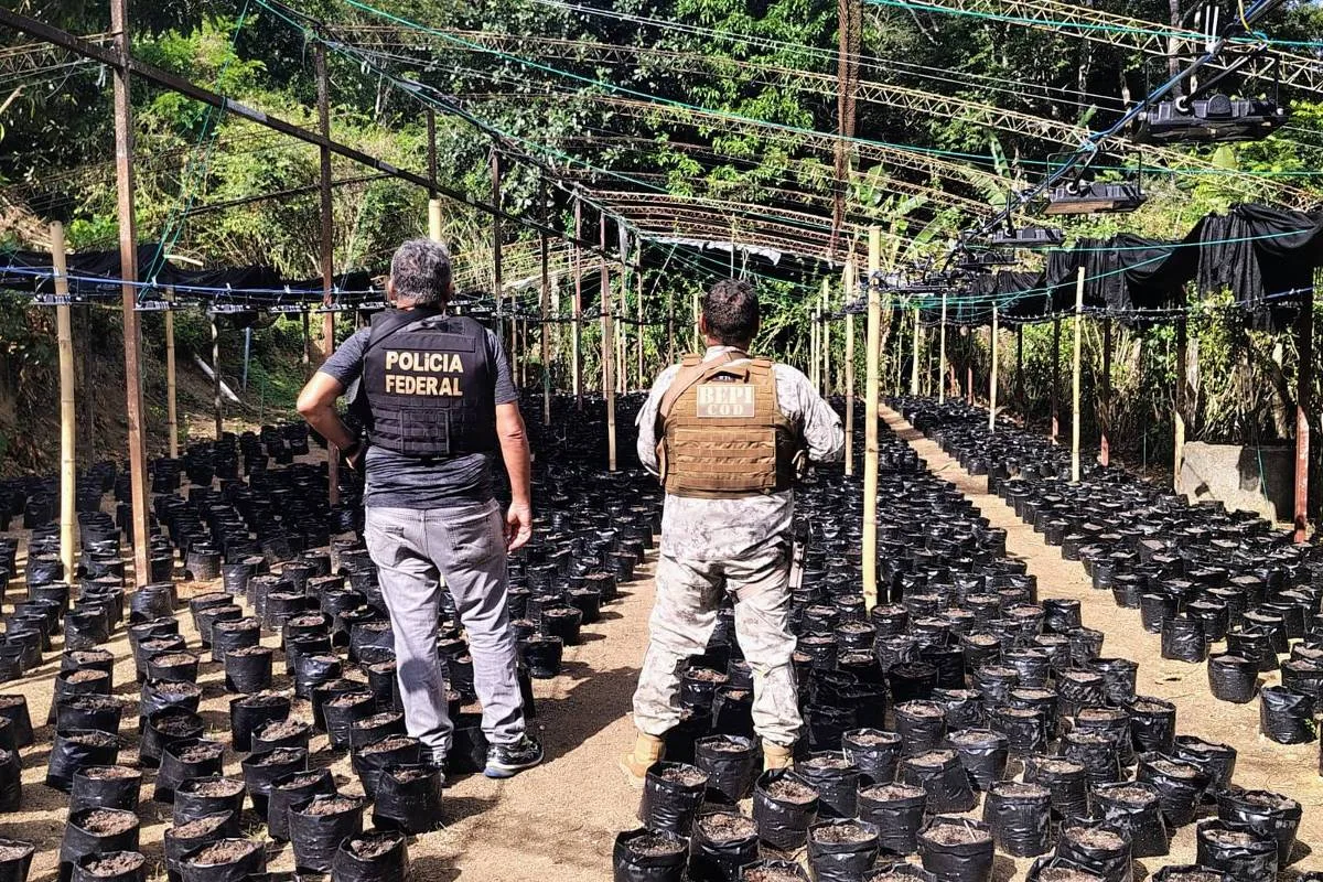 Brasil vê disparada na apreensão de 'maconha gourmet' produzida nos EUA