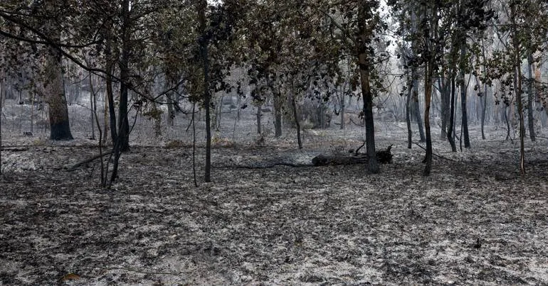 Vila Real. Suspeitos de atear fogo em prisão preventiva