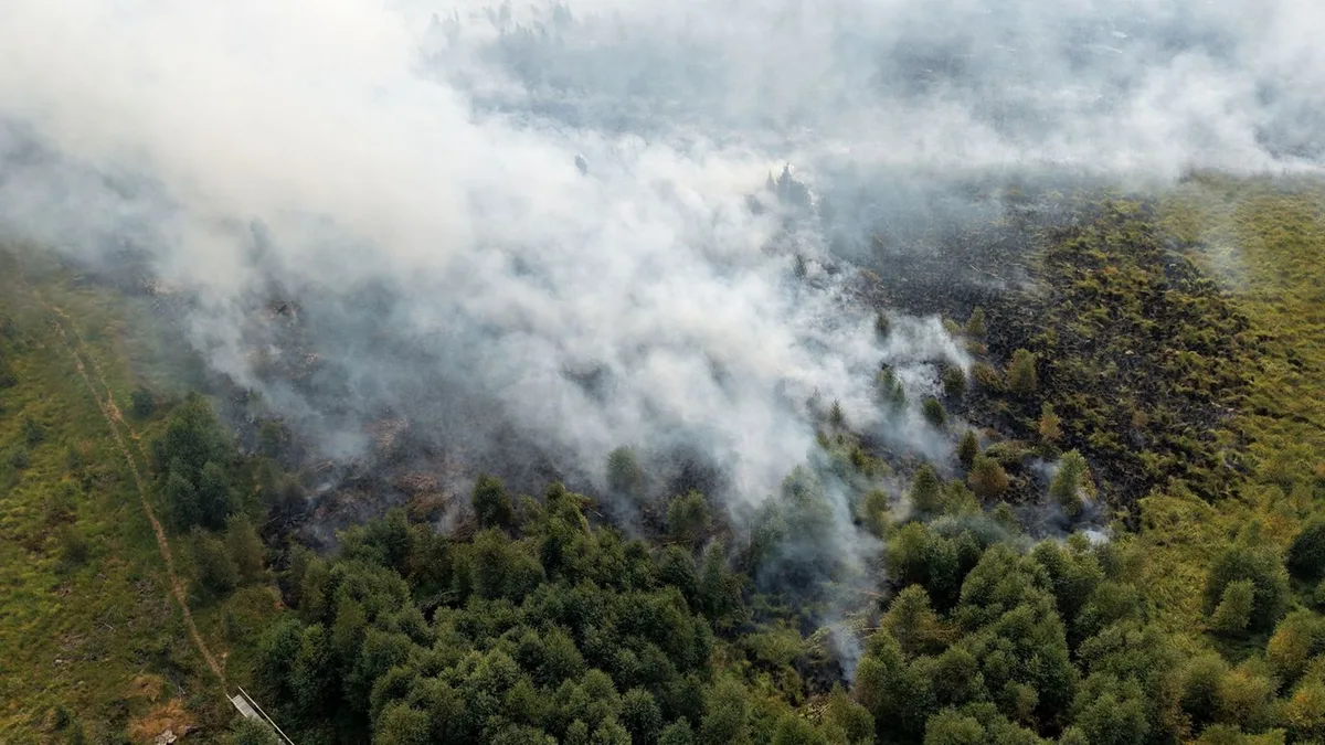 Wald- und Moorbrände: Waldbränden vorbeugen: Umweltverbände fordern Vernässung