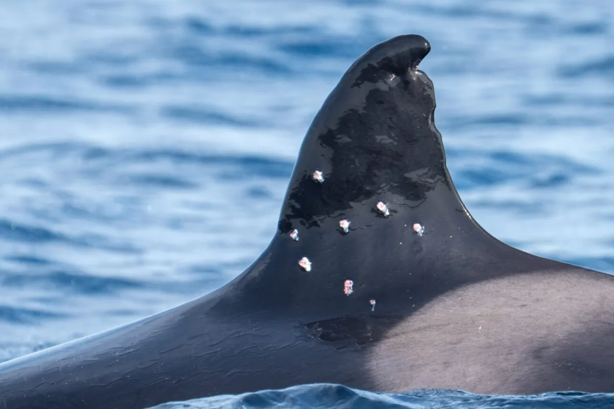 Hirieron a la orca más longeva del Mediterráneo y buscan al culpable: le dispararon diez veces