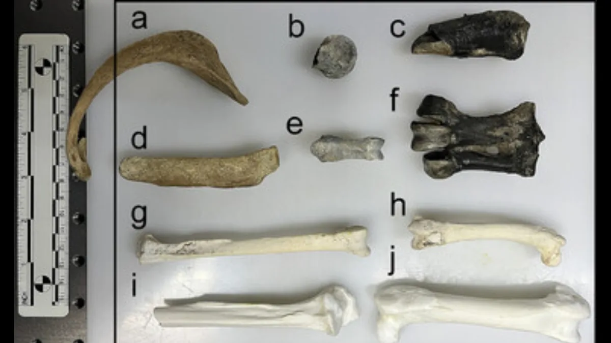 55-million-year-old penguin fossils reveal chemical clues about Antarctica before freezing