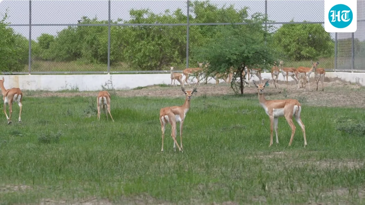 20 blackbucks released in Gujarat’s Banni grasslands on Independence Day
