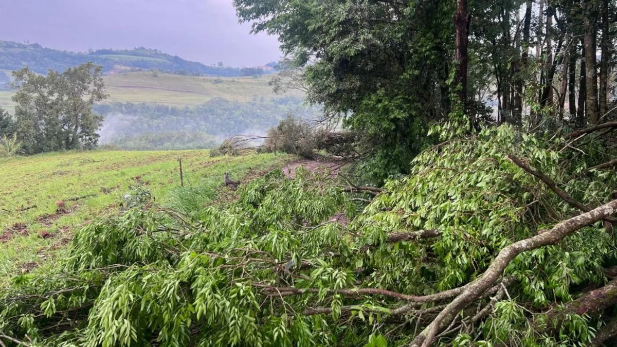 Ventania arranca árvores de grande porte pela raiz, destelha casas e deixa moradores desalojados em SC