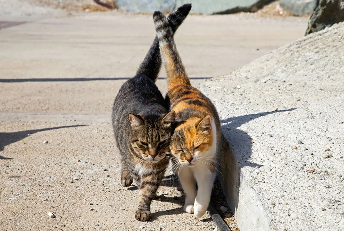 Un refugio en Grecia ofrece alojamiento gratuito a cambio de cuidar gatos en una isla paradisíaca
