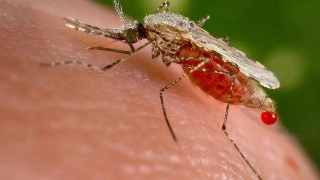 Aeroporto de Frankfurt registra mortes de funcionários por malária transmitida por mosquito