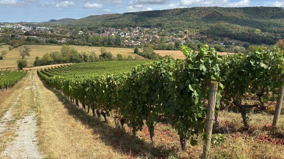 Dans le Jura, les vignerons ont avancé leurs vendanges de plusieurs semaines