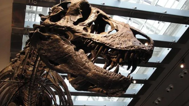 Temperaturbestimmung beim Dino: Zahnanalyse bestätigt: Der T. rex war Warmblüter