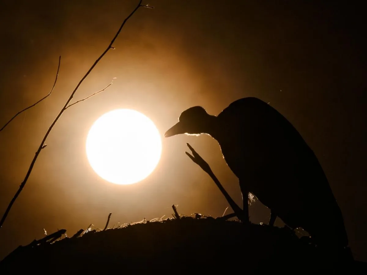 Éclipse totale : ce que l’on sait de ses effets sur les animaux